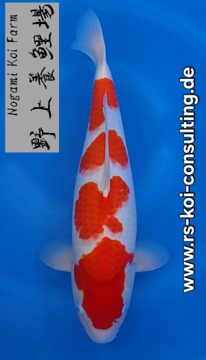 Nogami Kohaku Tategoi Nisai #1