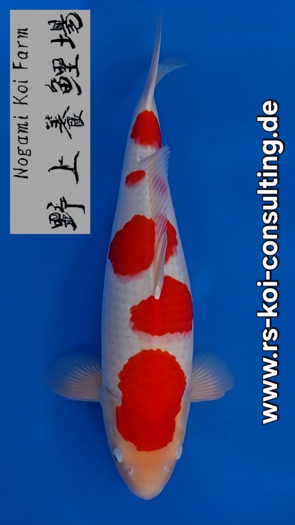 Screenshot_20260109_201924_Video Player(1)