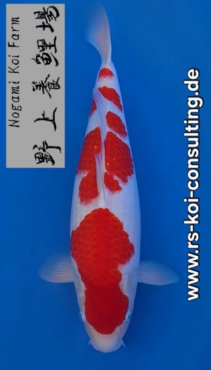 Nogami Kohaku EU-Show Nisai #2