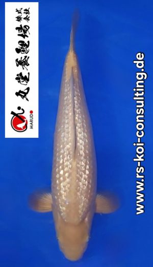 Ginrin Chagoi EU-Show Nisai #2