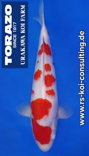 Kohaku EU-Show Torazo Nisai