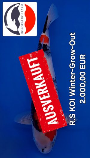 Hosokai Showa Winter Grow Out #06