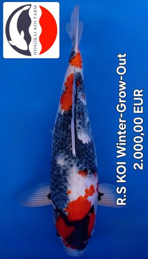 Hosokai Showa Winter Grow Out #03