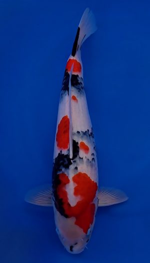 Hosokai Showa Winter Grow Out #06 – Bild 3