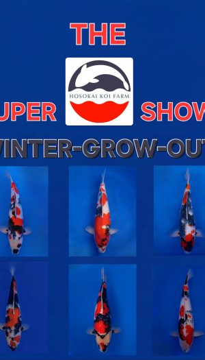 Hosokai Showa Winter Grow Out