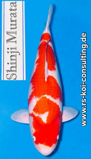 Murata Kohaku Nisai Breeders-AC