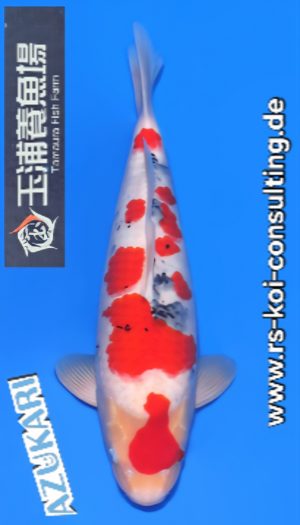 Tamaura Sanke Tategoi Nisai #1