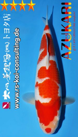 Tosai Kohaku Dainichi Toyota EU-Show #2