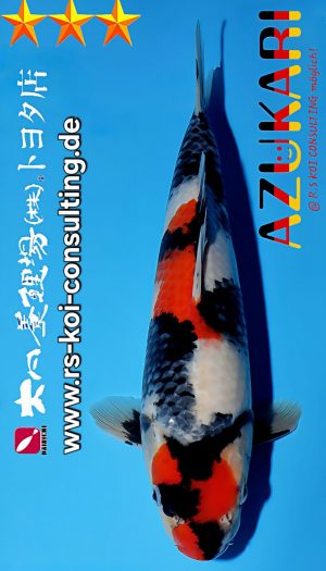 Tosai Showa Dainichi Toyota EU-Show