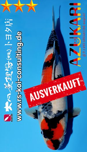 Tosai Showa Dainichi Toyota EU-Show