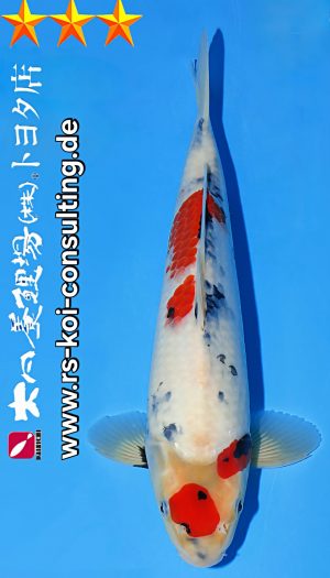 Tosai Showa Dainichi Toyota Premium