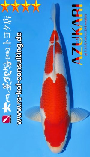 Tosai Kohaku Dainichi Toyota EU-Show #1