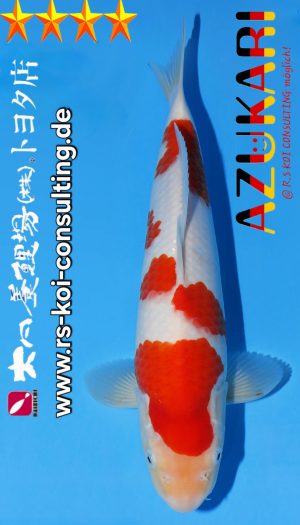 Tosai Kohaku Dainichi Toyota EU-Show #3