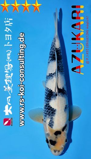 Tosai Shiro Dainichi Toyota EU-Show