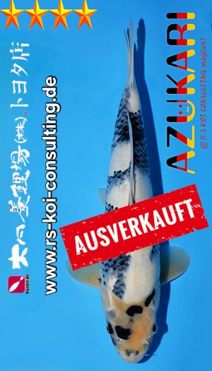 Tosai Shiro Dainichi Toyota EU-Show