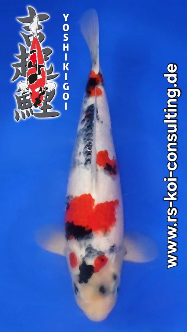 Screenshot_20260201_014500_Video Player(1)