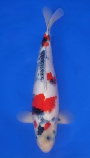 Showa EU-Show Nisai – Bild 3