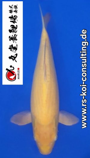 Karashigoi EU-Show Nisai