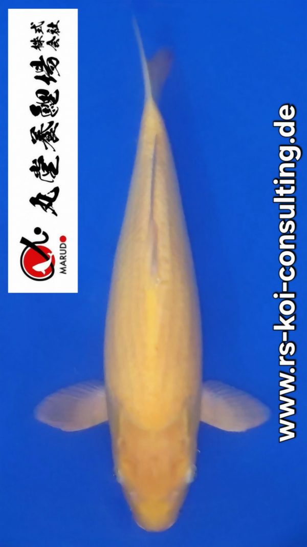 Screenshot_20260201_023247_Video Player(1)