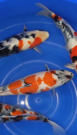 Omosako Showa "A" Nisai – Bild 3