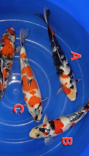 Omosako Showa "A" Nisai