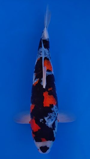 Yagenji Showa Sansai #1 – Bild 3