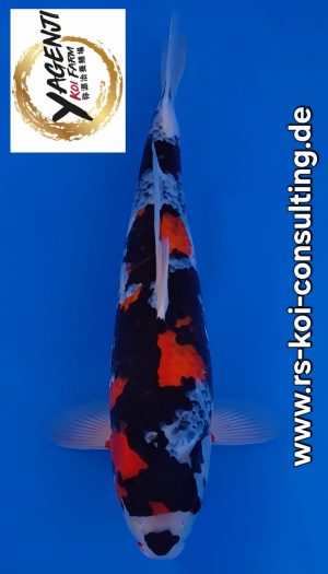 Yagenji Showa Sansai #1