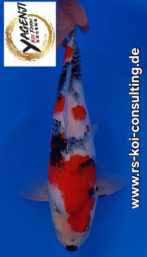 Yagenji Showa Sansai #2