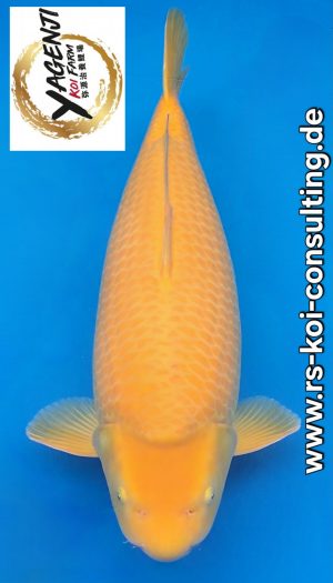 Yagenji Karashigoi Yonsai