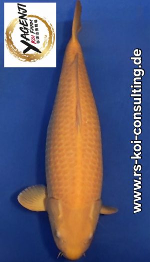 Yagenji Karashigoi Sansai #4