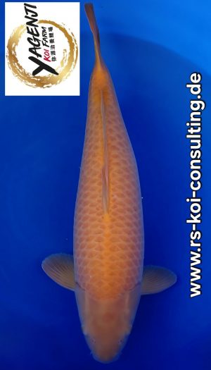 Yagenji Karashigoi Sansai #2