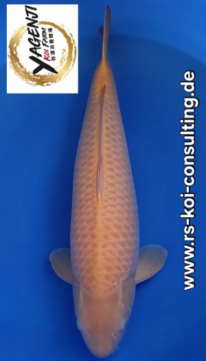 Yagenji Karashigoi Sansai #3