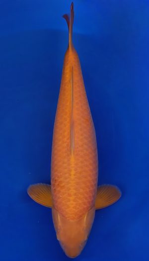 Yagenji Karashigoi Sansai #1 – Bild 2