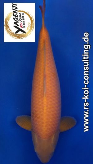 Yagenji Karashigoi Sansai #1 – Bild 1