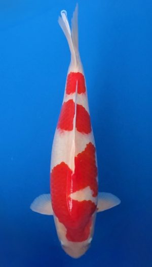 Torazo Kohaku - SVHQ Sansai EU-Show – Bild 3