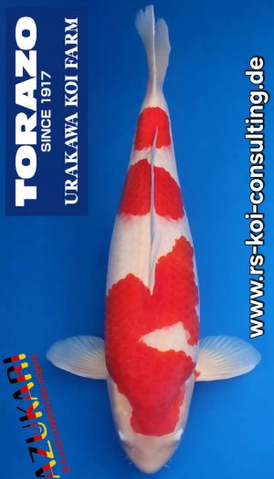 Torazo Kohaku - SVHQ Sansai EU-Show