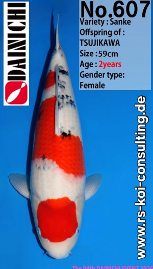 Dainichi Sanke Premium Tategoi Nisai