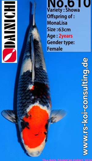 Dainichi Showa Premium Tategoi Nisai #2