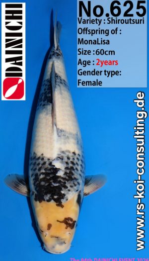 Dainichi Shiro Premium Tategoi Nisai #1