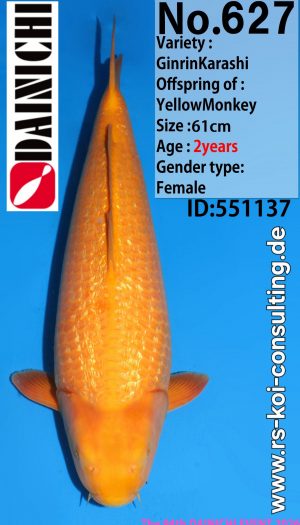 Dainichi Yellow Monkey Premium Nisai