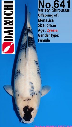 Dainichi Shiro Premium Tategoi Nisai #2