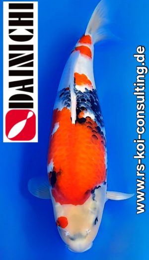 Dainichi Showa Premium Tategoi Nisai #3