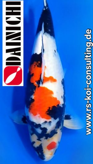 Dainichi Showa Premium Tategoi Nisai #1