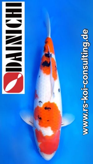 Dainichi Sanke Premium Nisai