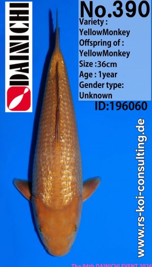 Tosai Yellow Monkey Dainichi EU-Show