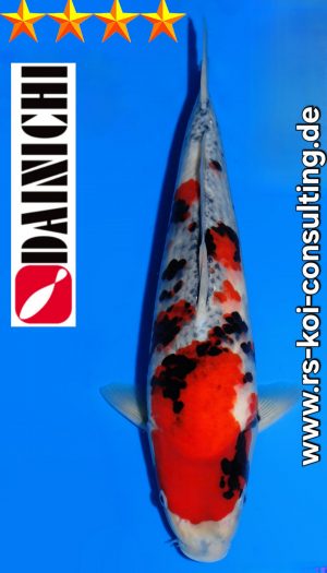 Tosai Showa Dainichi Niigata Premium #1