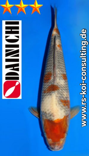 Tosai Showa Shigure Dainichi Premium