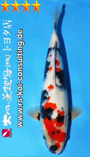 Tosai Showa Dainichi Toyota Premium #2