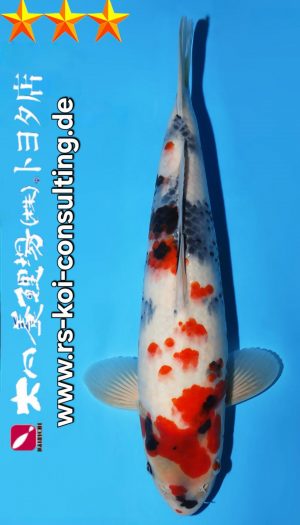 Tosai Showa Dainichi Toyota Premium #3