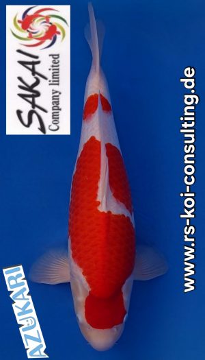 Kohaku Sakai Co.Ltd. - Azukari Nisai